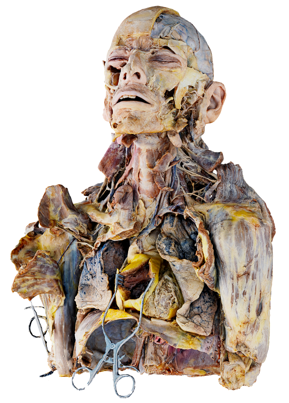 Dissection Master Model