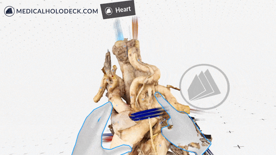 The human heart in virtual reality
