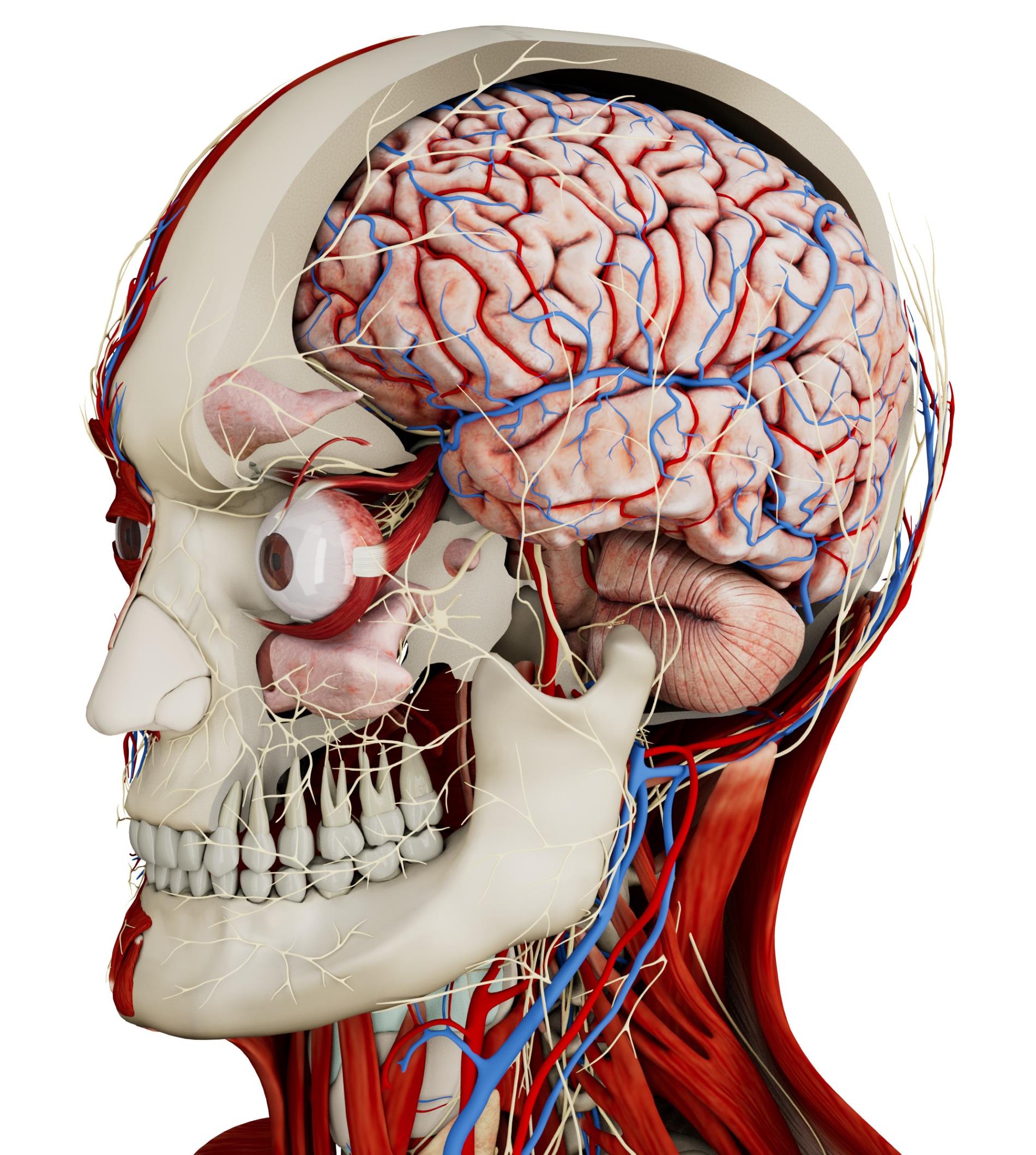 Say hello to Anatomy Master 2!