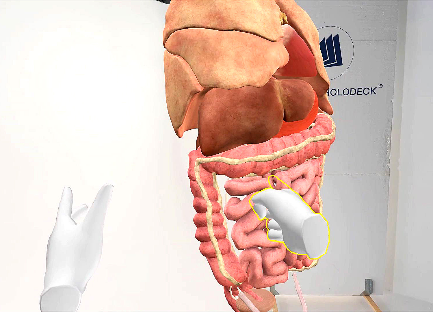 Update July 2025 - organs